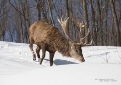 Wildlife with Extender-5