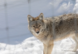 Wildlife with Extender-9
