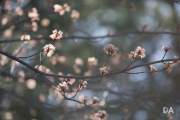 More Tamron-4