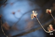 More Tamron-5