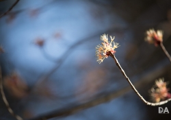 More Tamron-5