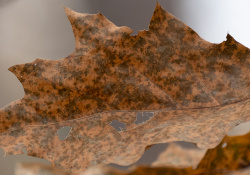 30-300mm-Real-World-4