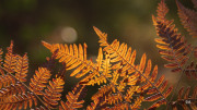 26-Fern-2