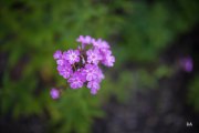 28-Bokeh-2
