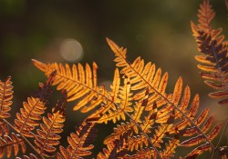 26-Fern-2