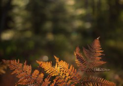 26-Fern