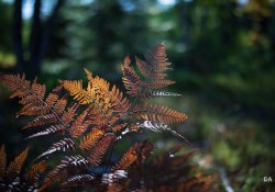 28-Bokeh-5