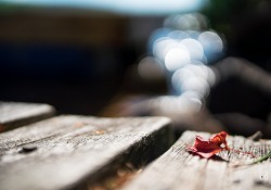 28-Bokeh-7