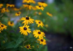 28-Bokeh