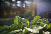 First-Autumn-2