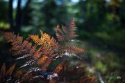 First-Autumn-3
