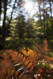 First-Autumn-5