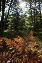 First-Autumn-6