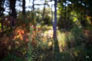 First-Autumn-7