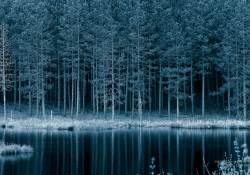 The Silence of the Pines