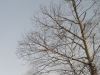 Rokinon f11 Crops-3