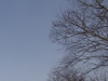 Tamron f11 Crops-3