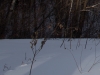 Tamron f11 Crops