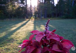 SMC-Takumar-28mm-3
