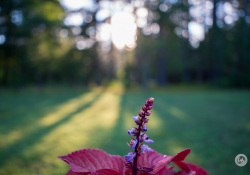 SMC-Takumar-28mm-4