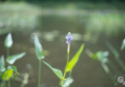 SMC-Takumar-55mm-7