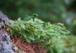 SMC-Takumar-55mm-8