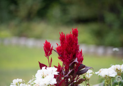 Super-Takumar-150-2
