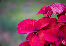 Super-Takumar-150-3