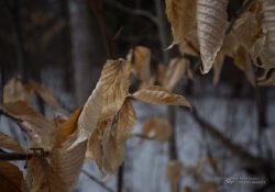 Canon Bokeh Examples-2.jpg