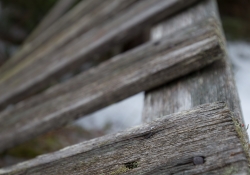 Canon Bokeh Samples2-2.jpg