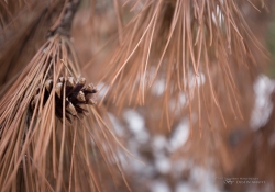 Canon Bokeh Samples2-3.jpg