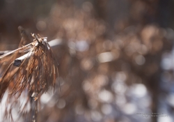Canon II Bokeh Examples.jpg