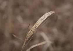 Tamron Bokeh Samples-3.jpg