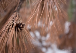 Tamron Bokeh Samples-4.jpg