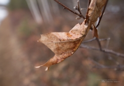 Tamron Bokeh Samples-5.jpg