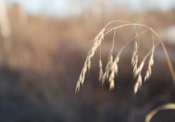 Tamron Bokeh Samples-6.jpg