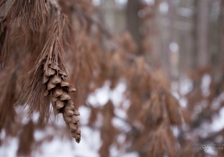 Tamron Bokeh2.jpg