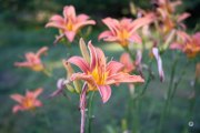 39-Gallery-1-of-18