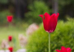 21-Tulip-2