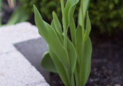 21-Tulip-3