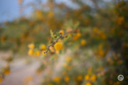 10-Bokeh
