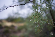 16-Gallery-12