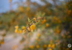 10-Bokeh