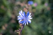Samples-19