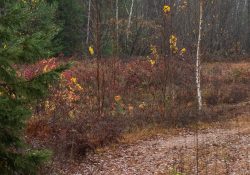 35-Landscape-2
