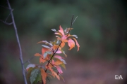 Tamron 70-200 G2-5