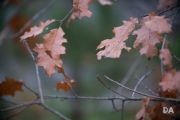 Tamron 70-200 G2