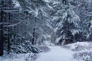 Fresh Snow