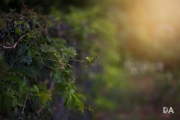 Vintage-3
