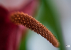 Vello Macro Adapter-6